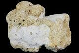 Jurassic Coral Colony Fossil - Germany #157337-1